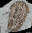 Classic Flexicalymene retrorsa Trilobite #227-1